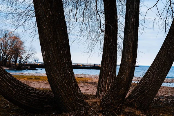 Een Close Shot Van Gebogen Stammen Van Bladloze Bomen Bij — Stockfoto