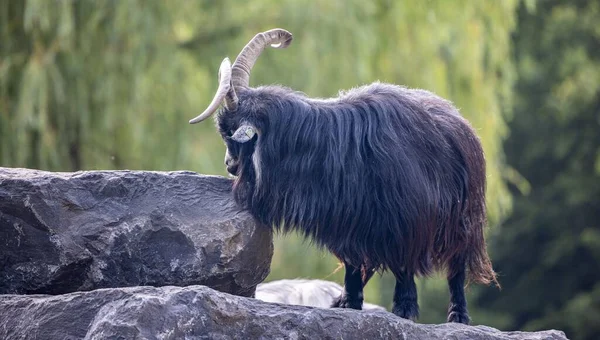 Close Uma Cabra Negra Holandesa Landrace Rochas — Fotografia de Stock