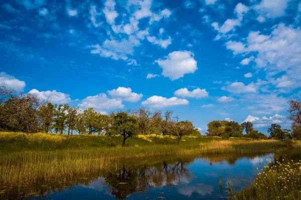 曇り空の下 湖面に映る緑の木々の絶景 — ストック写真
