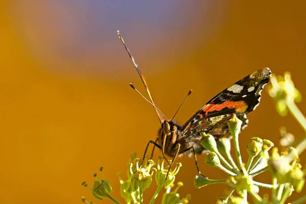 Eine Nahaufnahme Eines Schönen Schildpatt Schmetterlings Auf Einem Verschwommenen Orangefarbenen — Stockfoto
