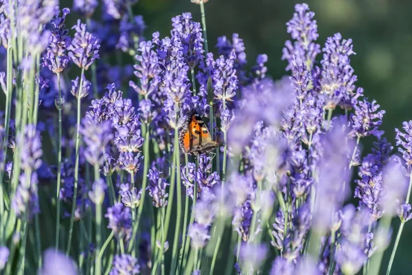 Вибірковий Фокус Маленької Черепашки Квітках Лаванди — стокове фото