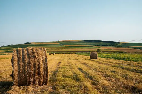 散落的干草在蓝天的背景下在田野里打滚 — 图库照片