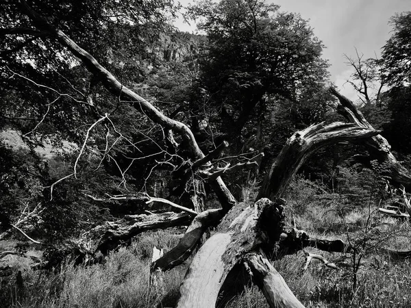 Сірий Каскад Мертвого Дерева Резервуарі Сонячний День — стокове фото