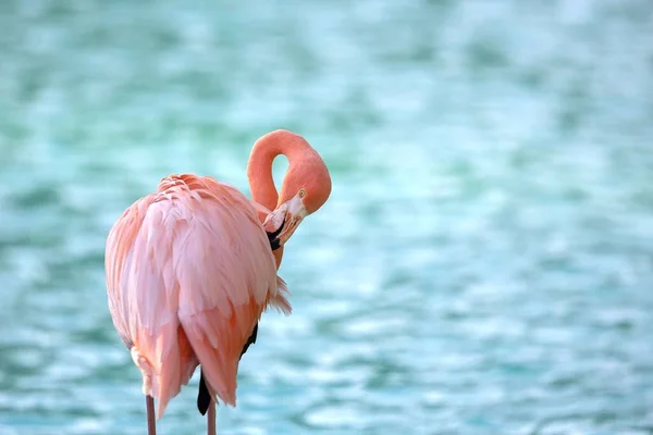 Een Roze Flamingo Die Zorgt Voor Zijn Veren Tegen Een — Stockfoto