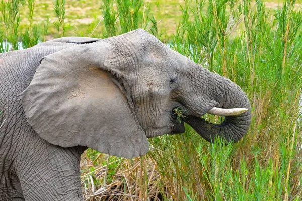 Elefante Comer Grama Nos Pântanos África Sul — Fotografia de Stock