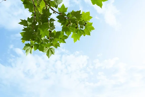 Plan Angle Bas Branches Arbres Avec Des Feuilles Vertes Contre — Photo