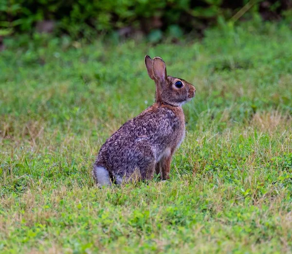 Çimlerin Üzerinde Oturan Sevimli Bir Tavşanın Yakın Plan Fotoğrafı — Stok fotoğraf