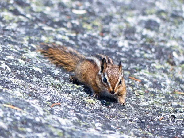 Closeup Shot Squirrel Ground — Stock Photo, Image