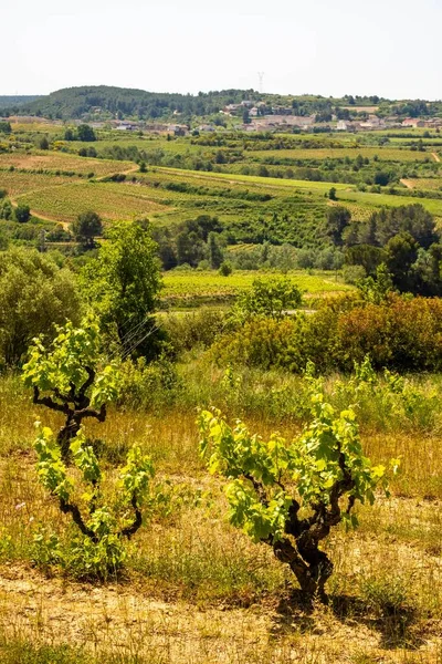 Eine Vertikale Aufnahme Von Weinbergen Frühling Der Weinregion Subirats Der — Stockfoto