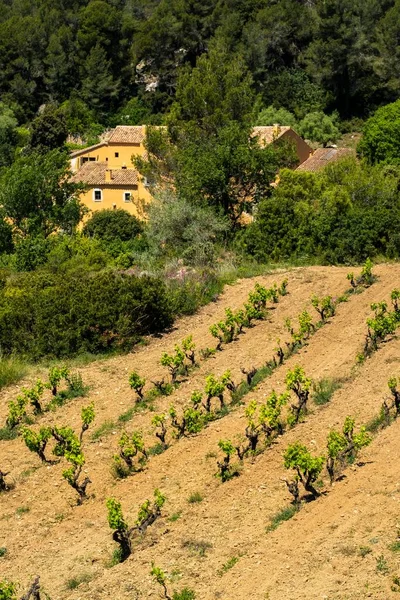 Eine Vertikale Aufnahme Von Weinbergen Frühling Der Weinregion Subirats Der — Stockfoto