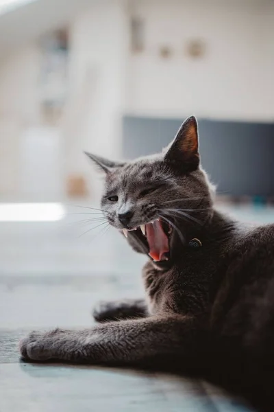 Leniwy Czarny Kot Leżący Ziemi — Zdjęcie stockowe