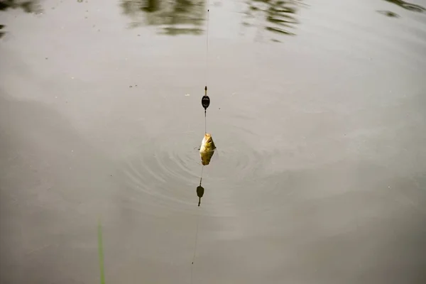 Una Vista Peces Agua Dulce Recién Capturados Todavía Agua Con —  Fotos de Stock