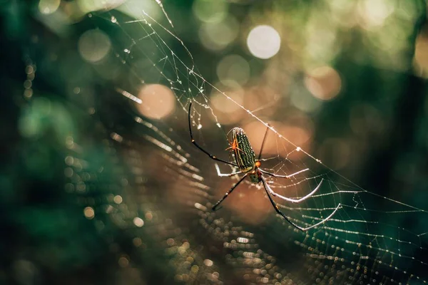Detailní Záběr Pavouka Jeho Pavučině Proti Rozmazanému Přírodnímu Pozadí Světly — Stock fotografie