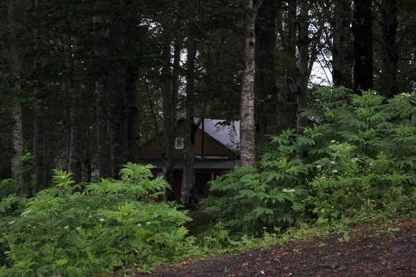 Uma Pequena Cabana Madeira Uma Floresta Sombria — Fotografia de Stock