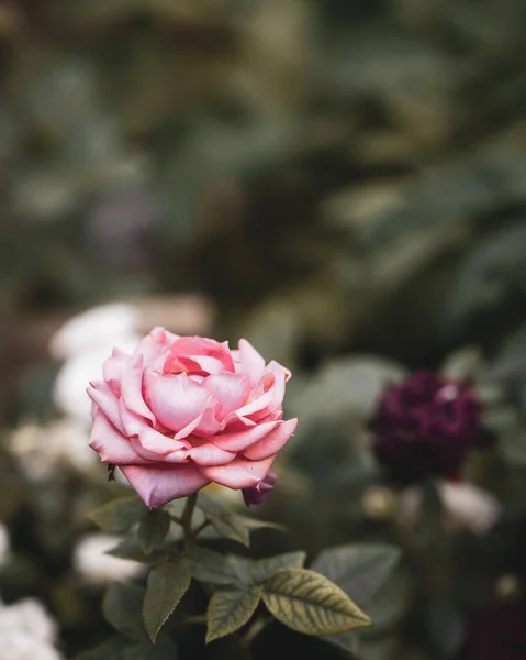 Plano Vertical Una Rosa Rosa Floreciendo Jardín Sobre Fondo Borroso —  Fotos de Stock