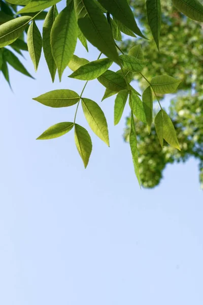 Een Verticaal Laag Hoek Shot Van Boom Takken Met Groene — Stockfoto