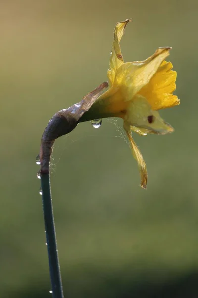 Vertikální Záběr Divokého Narcisu Ranními Kapkami Rosy — Stock fotografie