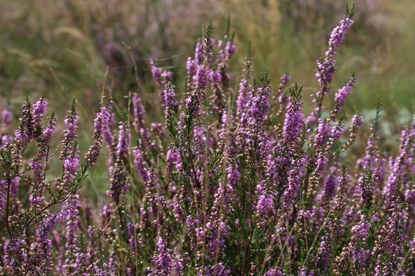 Een Closeup Van Een Heide Veld Bloei — Stockfoto