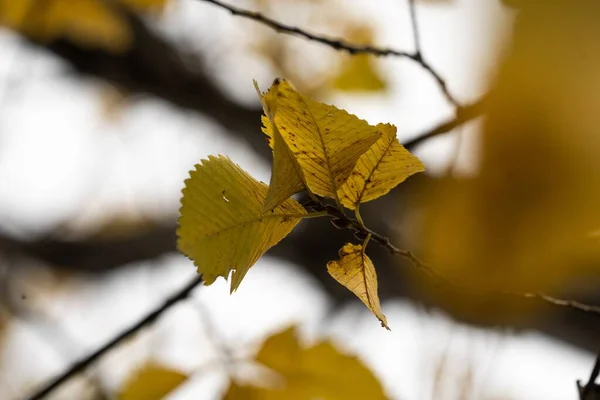 背景模糊的树枝上落叶的浅浅的聚焦镜头 — 图库照片