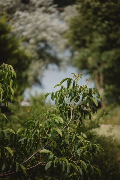 Nahaufnahme Eines Astes Mit Grünen Blättern Und Anderen Üppigen Bäumen — Stockfoto