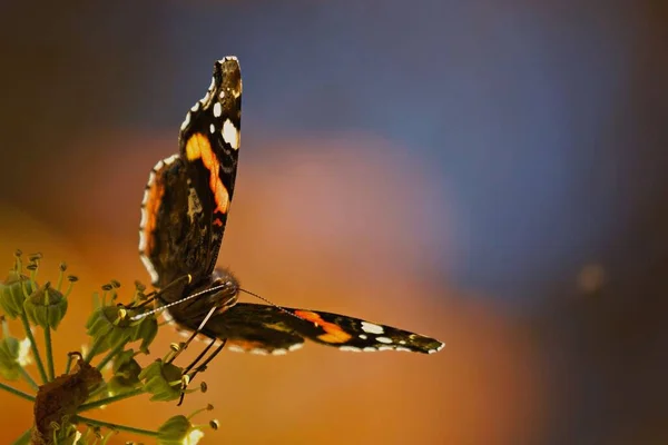 Nahaufnahme Eines Kleinen Schildpatt Schmetterlings Einem Hinterhof — Stockfoto
