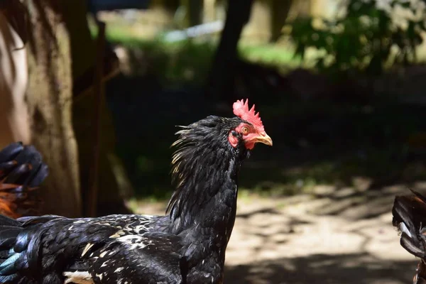 Primer Plano Pollo Rhode Island Una Granja —  Fotos de Stock