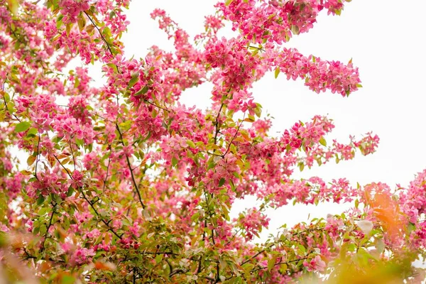 在一个美丽的春日下午 可以看到一棵苹果树的粉红花朵的低角度图像 — 图库照片