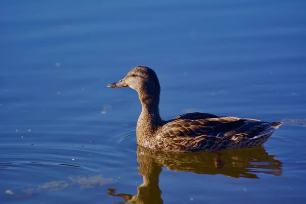 Gros Plan Canard Colvert Nageant Dans Lac Soleil — Photo