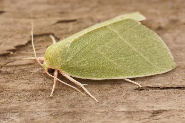 Detailed Closeup Colorful Green Scarce Silver Lines Moth Bena Bicolorana — Stock Photo, Image