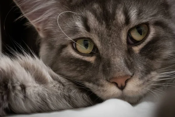Closeup Shot Cute Cate Striped Fur Green Eyes White Blanket — Stock Photo, Image