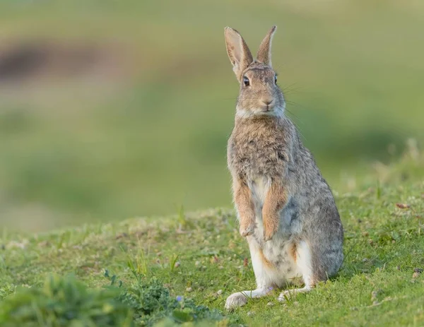 草の上に彼の背の足に立ってかわいい中国のウサギのクローズアップショット — ストック写真