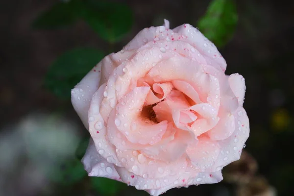 花园里有一朵粉红的玫瑰 — 图库照片