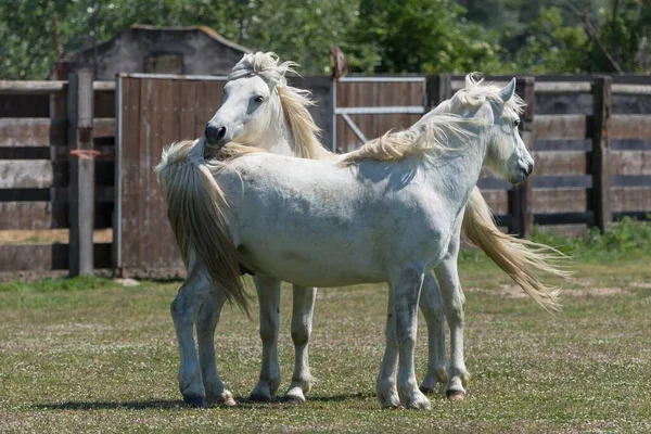 Branco Camargue Cavalos Natureza Jogando Juntos — Fotografia de Stock