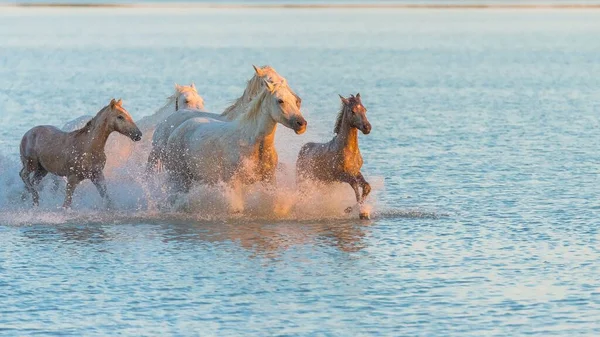 Horses Running Water Beautiful Wild Horses Camargue — Stock Photo, Image