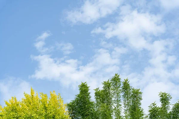 Vue Feuillage Jaune Vert Des Arbres Sur Ciel Nuageux Bleu — Photo