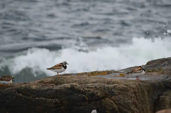 Een Close Opname Van Een Groep Van Waden Roodharige Turnstones — Stockfoto