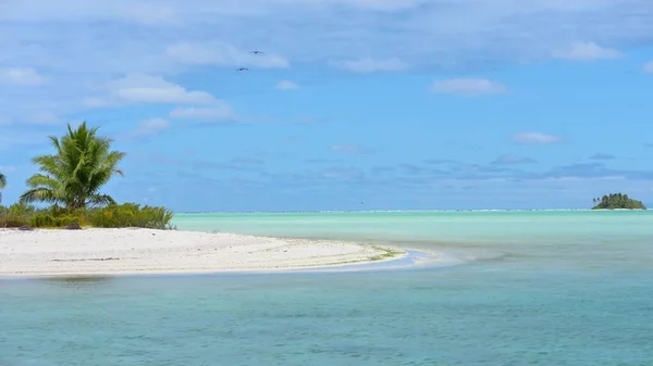 Paradiesische Inselstrandpalmen Und Klares Türkisfarbenes Meerwasser Französisch Polynesien Mit Kokospalmen — Stockfoto