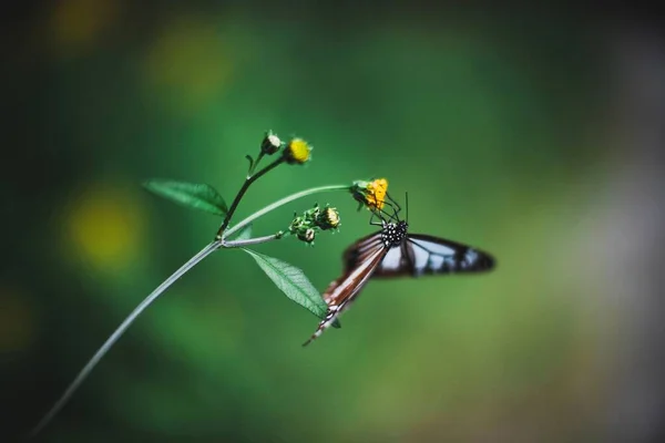 A closeup of a butterfly with black and white wings sitting on a wildflower blossom