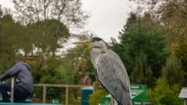 Pássaro Uma Mesa Dublin Zoológico Livre — Fotografia de Stock