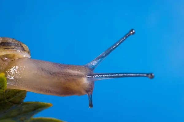 Una Macro Toma Hermoso Caracol Grande Sobre Fondo Azul — Foto de Stock