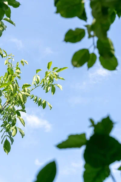 欧洲灰树的枝条 在蓝天下的森林里 绿叶鲜绿 底部的观点 夏日晴天 — 图库照片