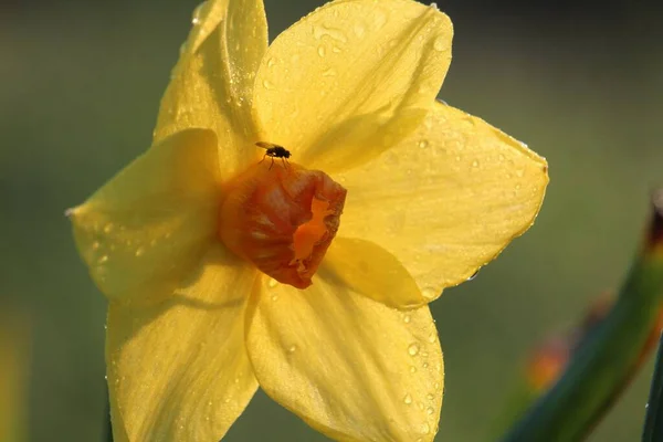 Närbild Rusa Påsklilja Med Daggdroppar Och Fluga Sin Korona — Stockfoto