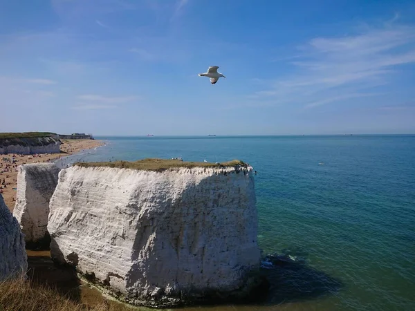 Een Meeuw Zwevend Boven Witte Krijtrotsen Kent Zuid Oost Engeland — Stockfoto