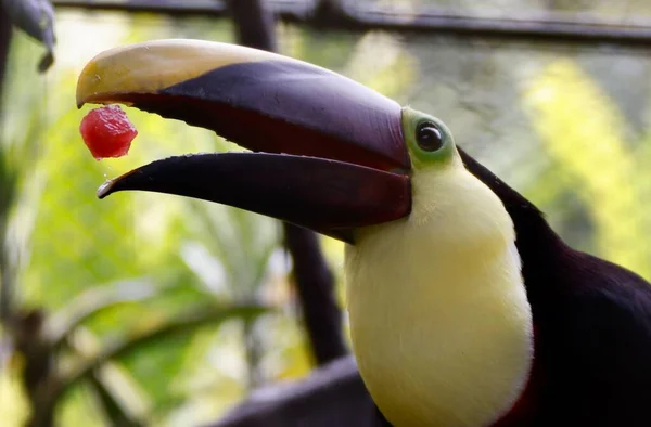 Uno Scatto Divertente Uccello Tucano Che Cattura Frutta — Foto Stock