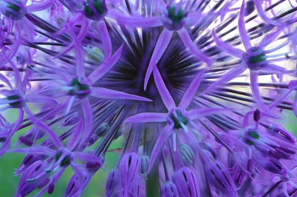 Een Close Shot Van Bloeiende Paarse Allium Bloemen — Stockfoto