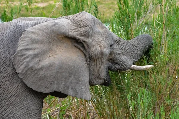 Elefant Frisst Gras Sümpfen Südafrika — Stockfoto