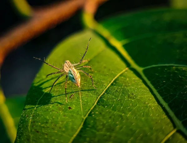 Ragno Lynx Una Foglia Verde — Foto Stock