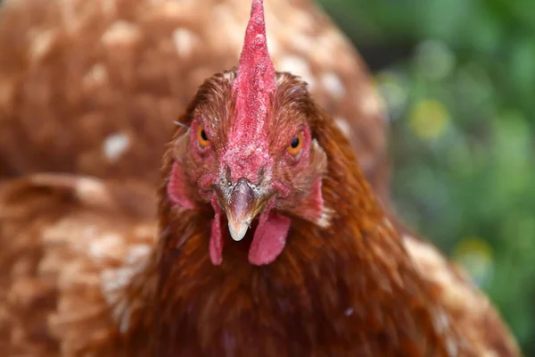 Closeup Portrait Chicken — Stock Photo, Image