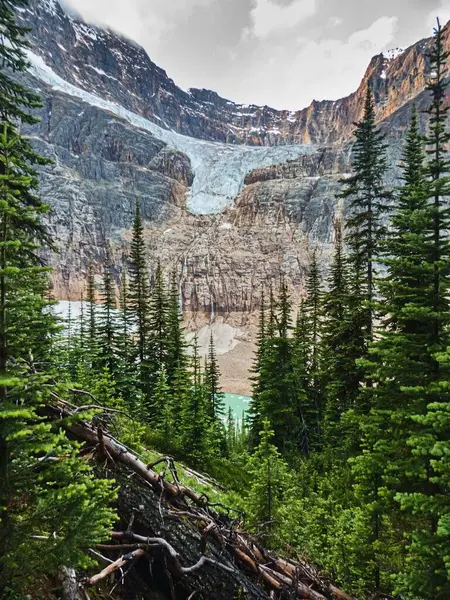 モミの木 背景の崖 灰色の空を持つ美しい自然の垂直背景 — ストック写真