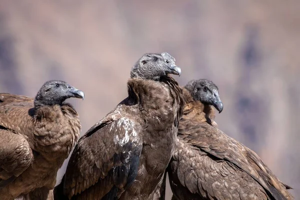 Portrait Trois Condors Andins Fond Flou — Photo